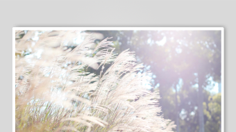 唯美芦苇花视频素材-众图网