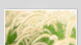 唯美芦苇花视频素材-众图网