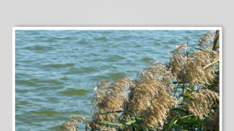 唯美芦苇花视频素材-众图网