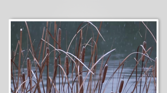 唯美芦苇花视频素材-众图网