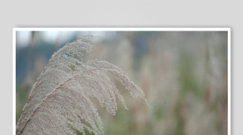 唯美芦苇花视频素材-众图网