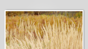 唯美芦苇花视频素材-众图网