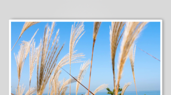 唯美芦苇花视频素材-众图网