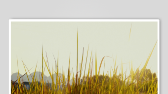 唯美芦苇花视频素材-众图网