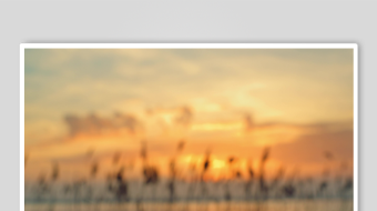 唯美芦苇花视频素材-众图网