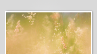 唯美芦苇花视频素材-众图网