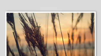 唯美芦苇花视频素材-众图网