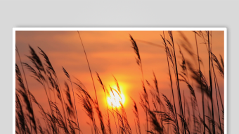 唯美芦苇花视频素材-众图网