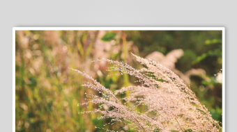 唯美芦苇花视频素材-众图网