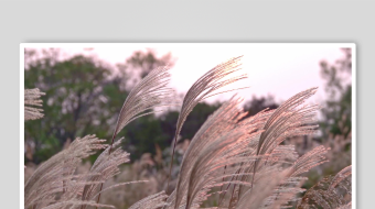 唯美芦苇花视频素材-众图网