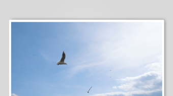 蓝天飞鸟自由翱翔之景-众图网