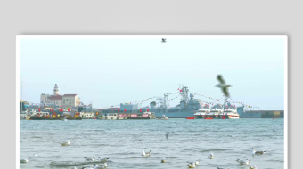 海鸥飞翔视频素材-众图网