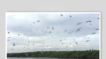 群鸟翱翔于水面上空-众图网