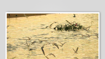 群鸟于水域上空飞翔-众图网