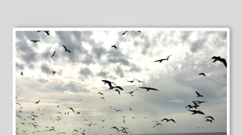 海鸥飞翔视频素材-众图网