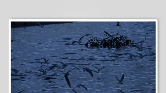 群鸟于水面上空飞翔-众图网