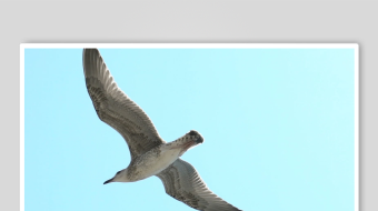 蓝天中翱翔的海鸥-众图网