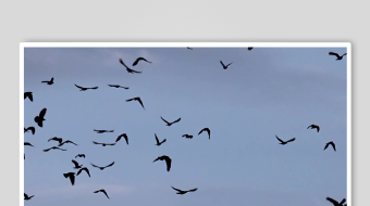 海鸥飞翔视频素材-众图网