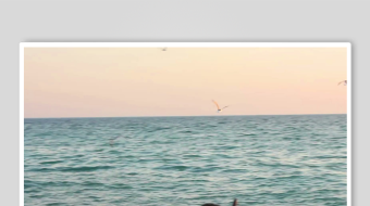 海鸥飞翔视频素材-众图网