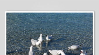 海鸥飞翔视频素材-众图网