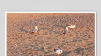 夕阳下浅滩上的几只飞鸟-众图网