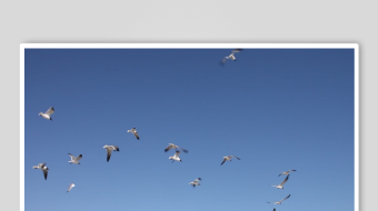 海鸥飞翔视频素材-众图网