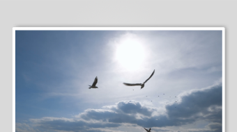 海天一色飞鸟翱翔-众图网