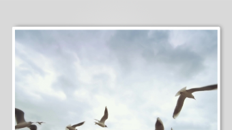 海鸥飞翔视频素材-众图网