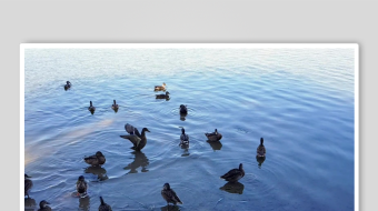 海鸥飞翔视频素材-众图网