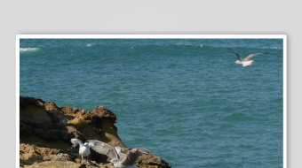 海边岩石上的栖息飞鸟-众图网