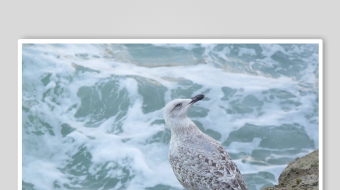 海鸥立于礁石海浪翻涌-众图网