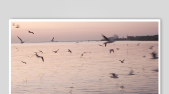 海鸥飞翔视频素材-众图网