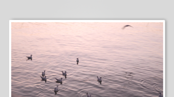 海鸥飞翔视频素材-众图网