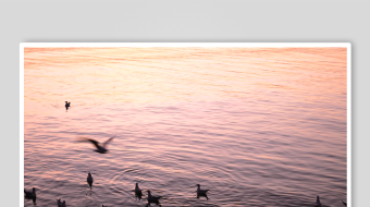 夕阳下海面的飞鸟群集-众图网