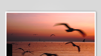 夕阳下群鸟翱翔于海面-众图网