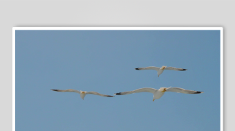 海鸥飞翔视频素材-众图网