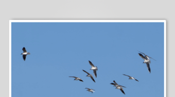 海鸥飞翔视频素材-众图网