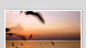 夕阳下海鸥翱翔于海面-众图网