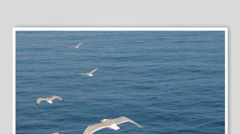 海面上飞翔的洁白海鸥-众图网