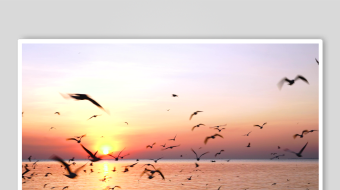 海鸥飞翔视频素材-众图网