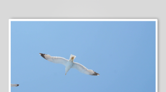 蓝天中翱翔的两只海鸥-众图网