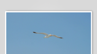 蓝天中翱翔的海鸥-众图网