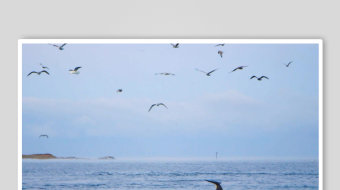 海面上飞鸟与跃出的鲸鱼-众图网