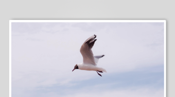 海鸥飞翔视频素材-众图网