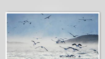 海面上飞翔的成群海鸥-众图网