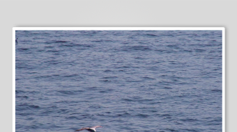 海面上飞翔的一只飞鸟-众图网