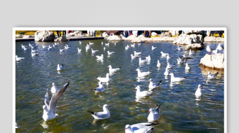 海鸥飞翔视频素材-众图网