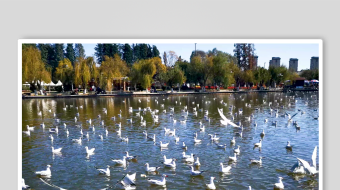 海鸥飞翔视频素材-众图网