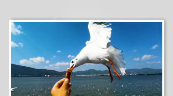 海鸥飞翔视频素材-众图网