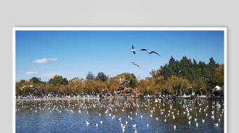 海鸥飞翔视频素材-众图网